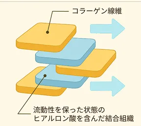 筋膜が健康な状態